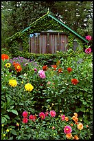 Dalhias and cabin. Butchart Gardens, Victoria, British Columbia, Canada