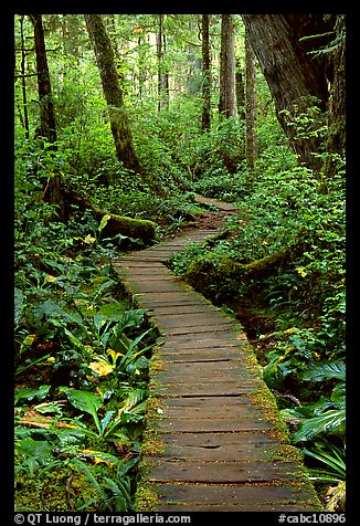 Boardwalk in rain forest. Pacific Rim National Park, Vancouver Island, British Columbia, Canada