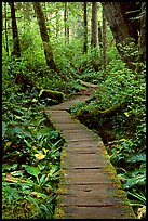 Boardwalk in rain forest. Pacific Rim National Park, Vancouver Island, British Columbia, Canada (color)