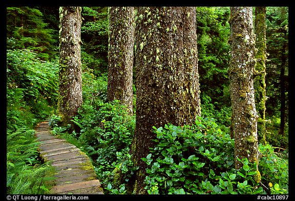 Boardwalk and trees in rain forest. Pacific Rim National Park, Vancouver Island, British Columbia, Canada (color)