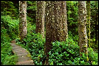 Boardwalk and trees in rain forest. Pacific Rim National Park, Vancouver Island, British Columbia, Canada