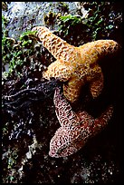 Sea stars clinging to a rock. Pacific Rim National Park, Vancouver Island, British Columbia, Canada ( color)