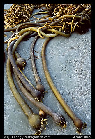 Beached kelp. Pacific Rim National Park, Vancouver Island, British Columbia, Canada (color)