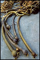 Beached kelp. Pacific Rim National Park, Vancouver Island, British Columbia, Canada ( color)