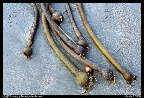 Kelp on beach. Pacific Rim National Park, Vancouver Island, British Columbia, Canada