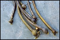 Kelp on beach. Pacific Rim National Park, Vancouver Island, British Columbia, Canada (color)