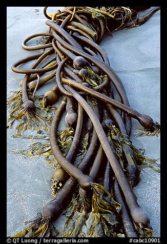 Detail of kelp on beach. Pacific Rim National Park, Vancouver Island, British Columbia, Canada (color)