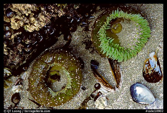 Green anemones and shells exposed at low tide. Pacific Rim National Park, Vancouver Island, British Columbia, Canada