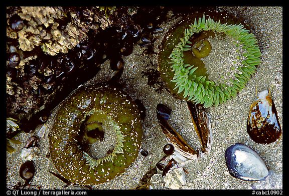 Green anemones and shells exposed at low tide. Pacific Rim National Park, Vancouver Island, British Columbia, Canada (color)