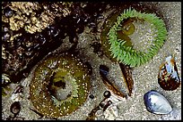 Green anemones and shells exposed at low tide. Pacific Rim National Park, Vancouver Island, British Columbia, Canada