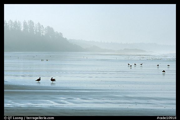 Seabirds, Long Beach, early morning. Pacific Rim National Park, Vancouver Island, British Columbia, Canada (color)