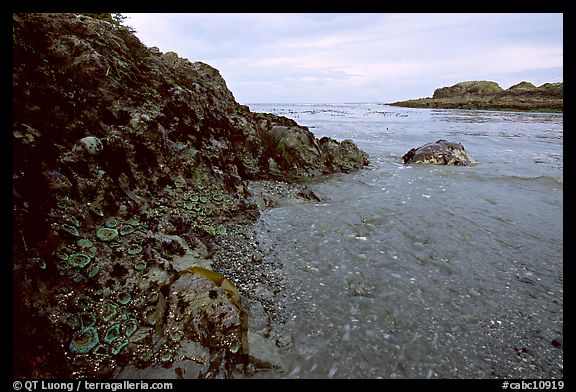 Cove and rock festoned with anemones south of Long Beach. Pacific Rim National Park, Vancouver Island, British Columbia, Canada (color)