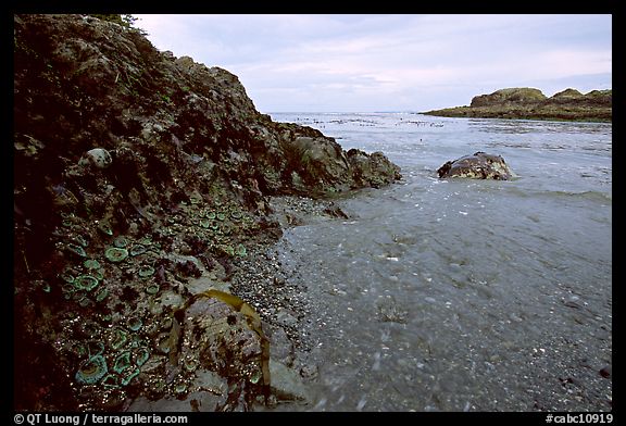 Cove and rock festoned with anemones south of Long Beach. Pacific Rim National Park, Vancouver Island, British Columbia, Canada