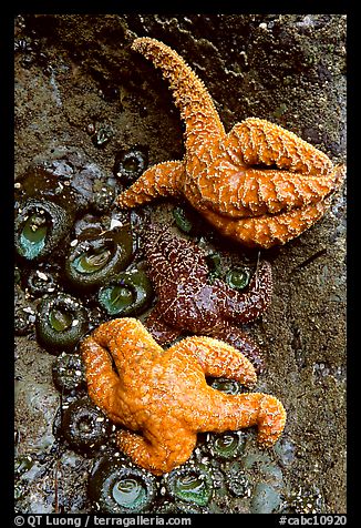 Sea stars and green anemones, Long Beach. Pacific Rim National Park, Vancouver Island, British Columbia, Canada (color)