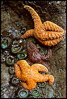 Sea stars and green anemones, Long Beach. Pacific Rim National Park, Vancouver Island, British Columbia, Canada (color)