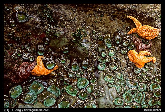 Rock covered with sea stars and green anemones, Long Beach. Pacific Rim National Park, Vancouver Island, British Columbia, Canada (color)