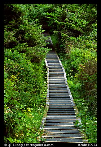 Boardwalk leading to South Beach. Pacific Rim National Park, Vancouver Island, British Columbia, Canada (color)