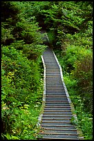 Boardwalk leading to South Beach. Pacific Rim National Park, Vancouver Island, British Columbia, Canada (color)