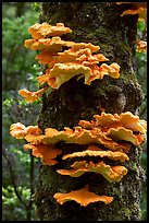 Chicken of the Woods mushroom on tree,  Uclulet. Vancouver Island, British Columbia, Canada