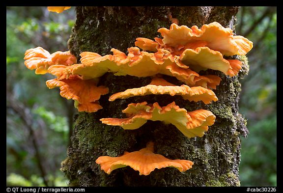 Chicken of the Woods mushroom on tree ,  Uclulet. Vancouver Island, British Columbia, Canada (color)