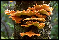 Chicken of the Woods mushroom on tree ,  Uclulet. Vancouver Island, British Columbia, Canada (color)