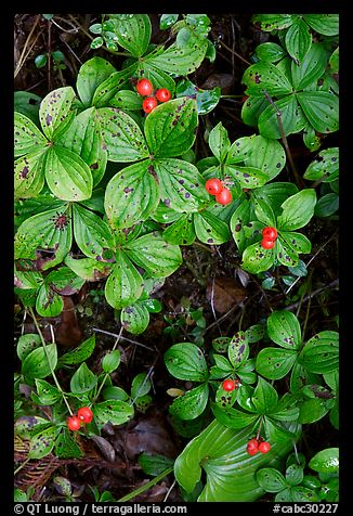 Leaves and berries,  Uclulet. Vancouver Island, British Columbia, Canada