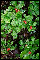 Leaves and berries,  Uclulet. Vancouver Island, British Columbia, Canada (color)