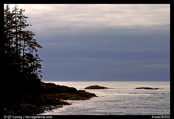 Trees and silvery light on Ocean, late afternoon. Pacific Rim National Park, Vancouver Island, British Columbia, Canada (color)