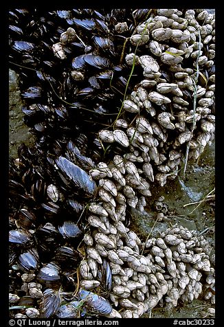 Mussels, South Beach. Pacific Rim National Park, Vancouver Island, British Columbia, Canada