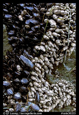 Mussels, South Beach. Pacific Rim National Park, Vancouver Island, British Columbia, Canada (color)