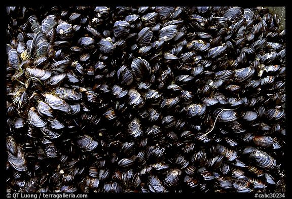 Mussels, South Beach. Pacific Rim National Park, Vancouver Island, British Columbia, Canada (color)