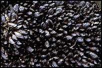 Mussels, South Beach. Pacific Rim National Park, Vancouver Island, British Columbia, Canada (color)