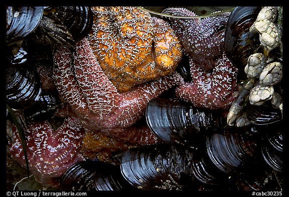 Sea stars and mussels,  South Beach. Pacific Rim National Park, Vancouver Island, British Columbia, Canada