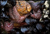 Sea stars and mussels,  South Beach. Pacific Rim National Park, Vancouver Island, British Columbia, Canada