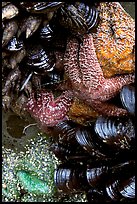 Sea stars and mussels,  South Beach. Pacific Rim National Park, Vancouver Island, British Columbia, Canada (color)
