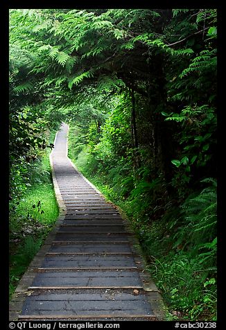 Boardwalk, South Beach trail. Pacific Rim National Park, Vancouver Island, British Columbia, Canada (color)