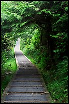 Boardwalk, South Beach trail. Pacific Rim National Park, Vancouver Island, British Columbia, Canada (color)