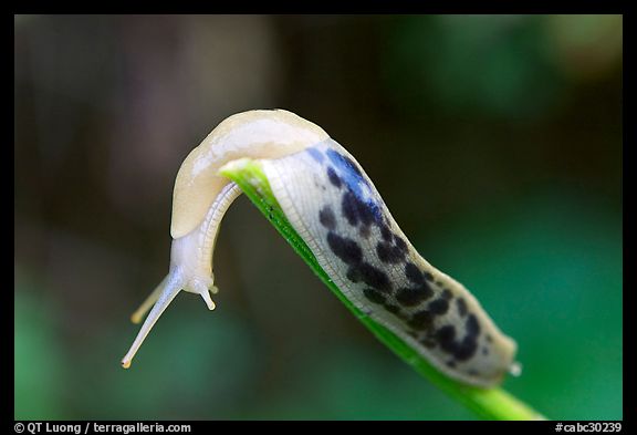Slug. Pacific Rim National Park, Vancouver Island, British Columbia, Canada (color)