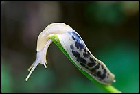 Slug. Pacific Rim National Park, Vancouver Island, British Columbia, Canada ( color)