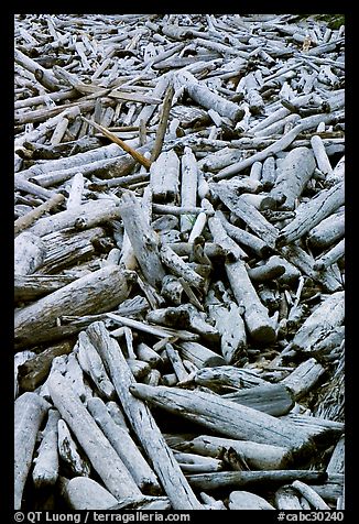 Driftwood, Long Beach. Pacific Rim National Park, Vancouver Island, British Columbia, Canada (color)