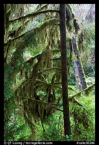 Temperate Rain Forest. Pacific Rim National Park, Vancouver Island, British Columbia, Canada (color)