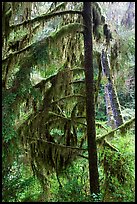 Temperate Rain Forest. Pacific Rim National Park, Vancouver Island, British Columbia, Canada ( color)