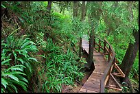 Boardwalk in rain forest. Pacific Rim National Park, Vancouver Island, British Columbia, Canada