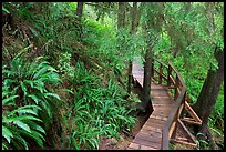 Boardwalk in rain forest. Pacific Rim National Park, Vancouver Island, British Columbia, Canada (color)