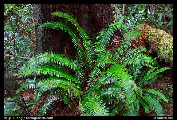 Ferns and trunk. Pacific Rim National Park, Vancouver Island, British Columbia, Canada (color)