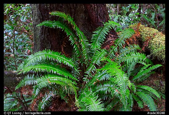 Ferns and trunk. Pacific Rim National Park, Vancouver Island, British Columbia, Canada