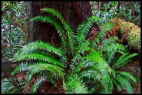 Ferns and trunk. Pacific Rim National Park, Vancouver Island, British Columbia, Canada (color)