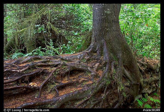 Tree growing on a nurse log. Pacific Rim National Park, Vancouver Island, British Columbia, Canada