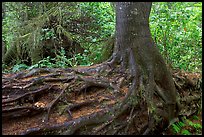 Tree growing on a nurse log. Pacific Rim National Park, Vancouver Island, British Columbia, Canada