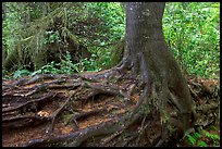 Tree growing on a nurse log. Pacific Rim National Park, Vancouver Island, British Columbia, Canada (color)